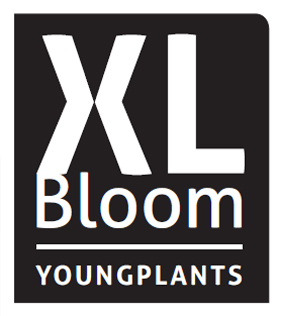 XL Bloom - Youngplants